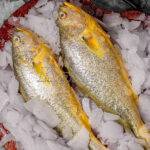 sea food wrapped in the flake ice