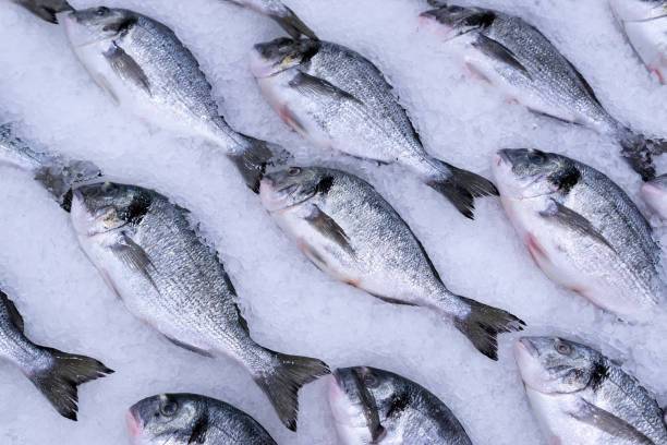 Fresh fish displayed on flake ice at a seafood market