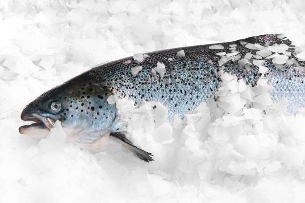 Fresh Norwegian salmon on ice in supermarket
