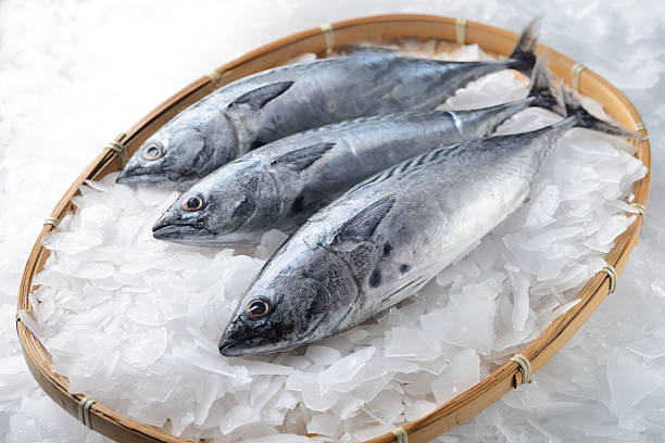 Three fat bonito tuna fishes on a bamboo basket
