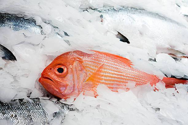 A fresh Red Snapper on ice