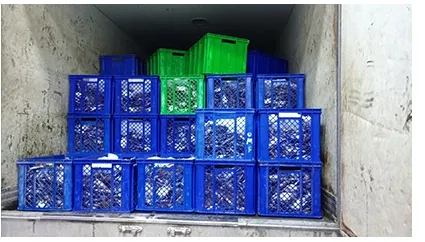 Crates of fish stacked inside a refrigerated truck for cold-chain transport