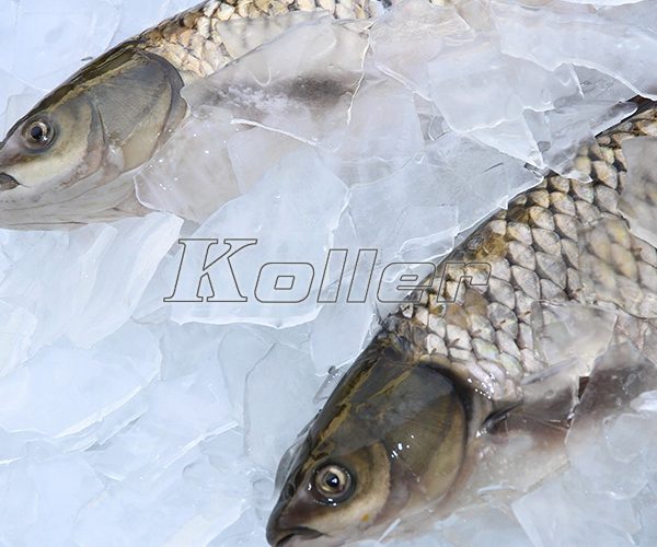 fish wrapped in the plate ice